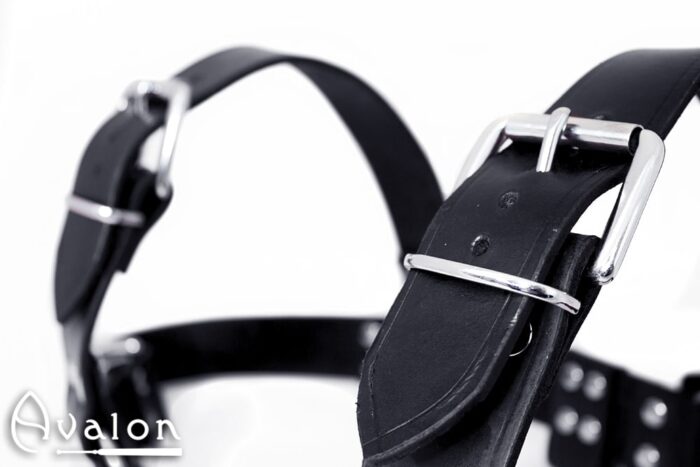 Avalon - BLAZON - Harness Svart